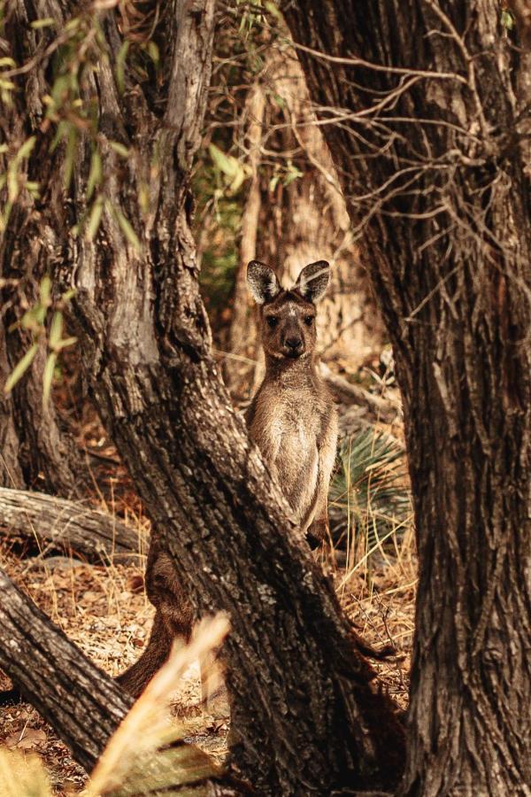 Bussells Bushland Cottages Margaret River Bagian luar foto