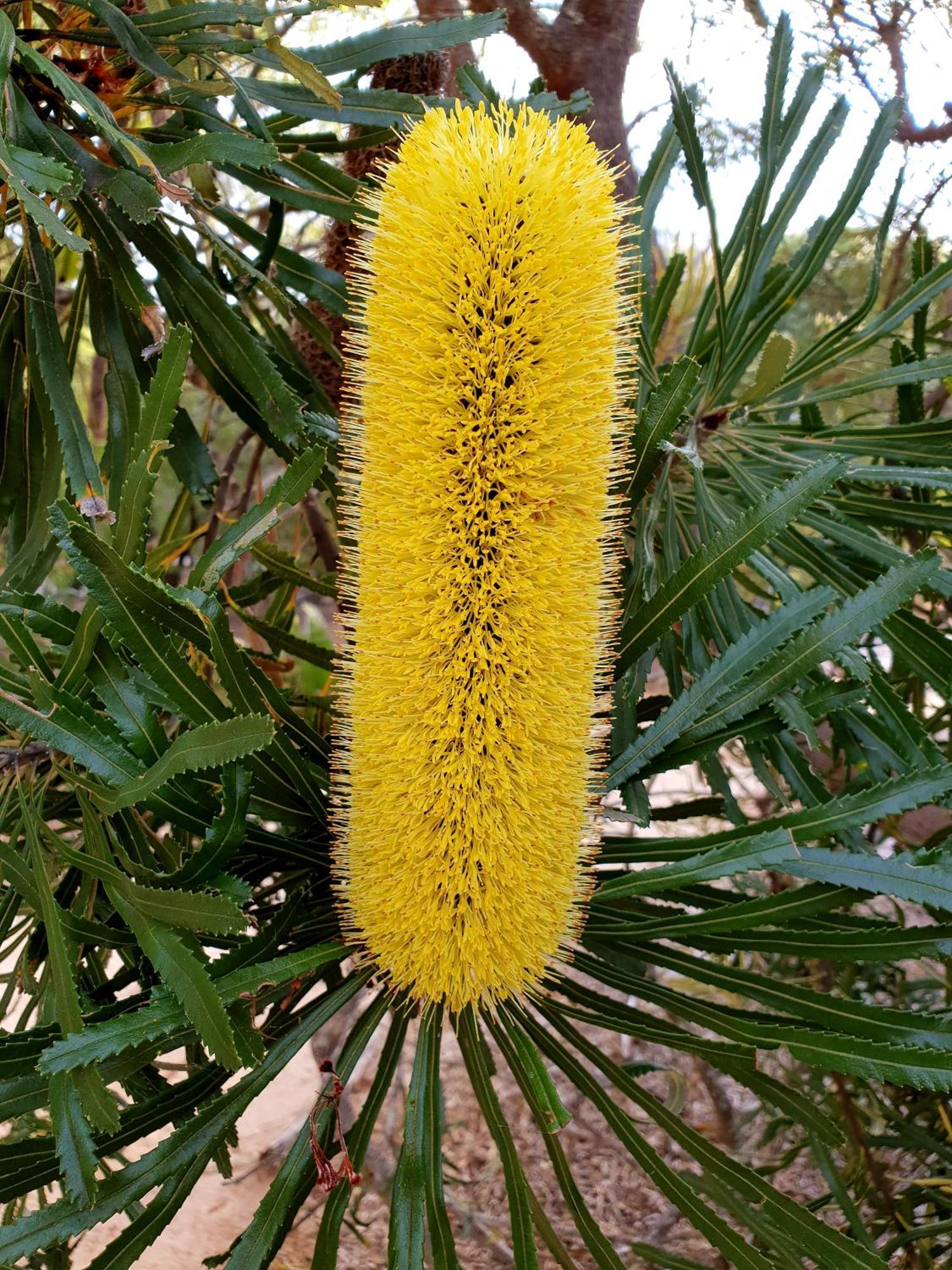 Bussells Bushland Cottages Margaret River Bagian luar foto