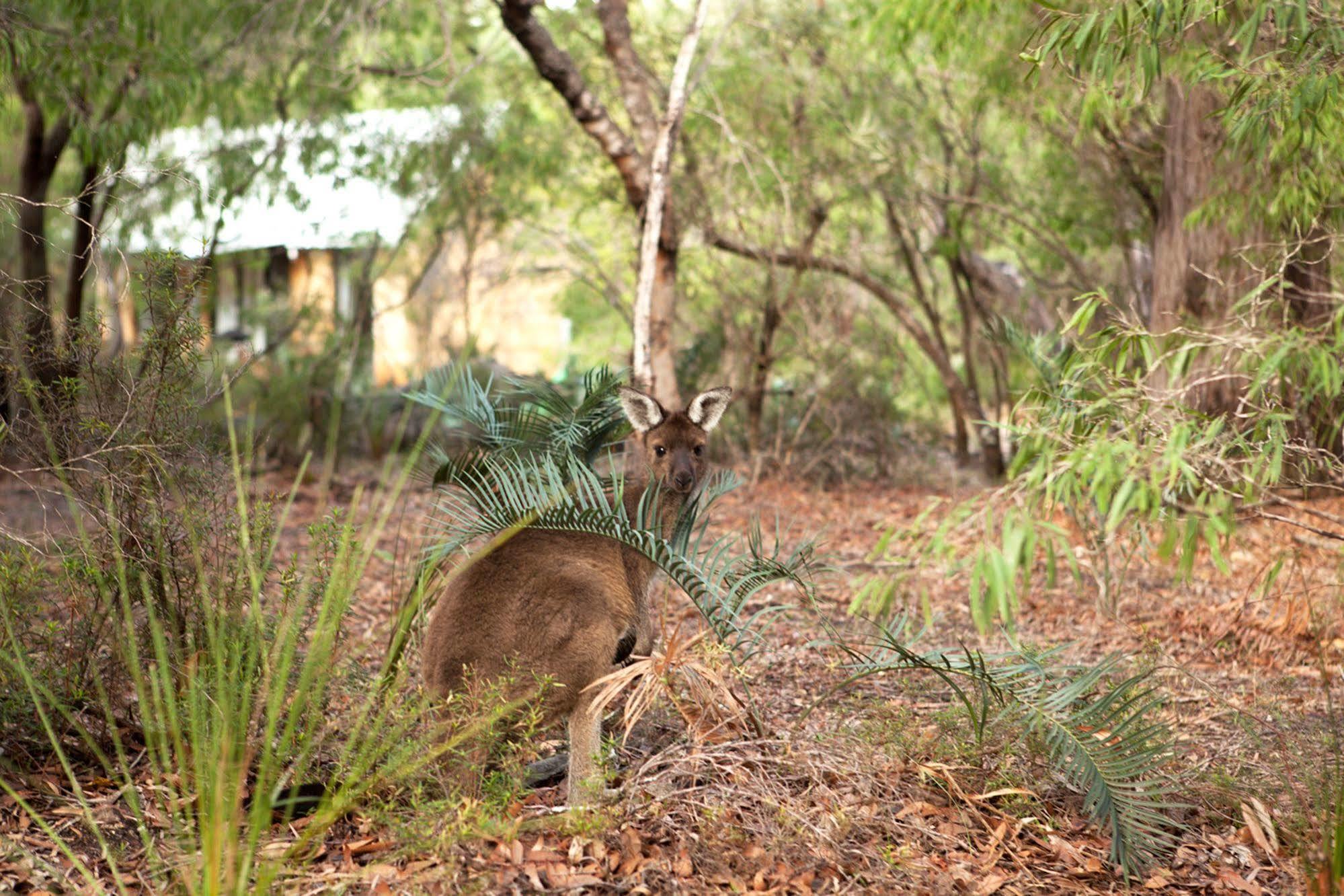 Bussells Bushland Cottages Margaret River Bagian luar foto